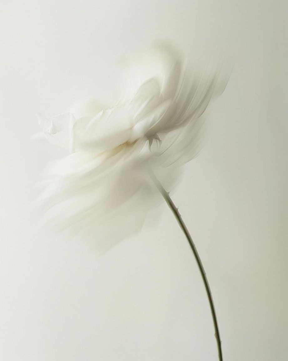 Une fleur blanche en mouvement, floue et lumineuse